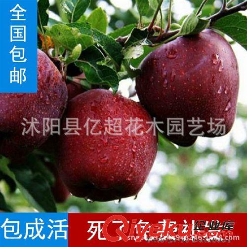tjmh桃果樹苗盆栽/地栽mh桃樹苗紅心 mh桃苗當年結果苗