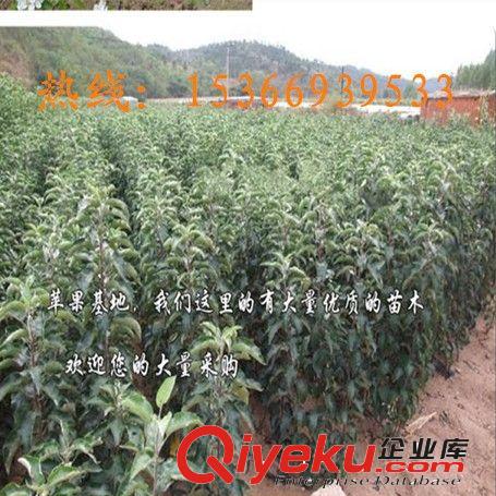 批發蘋果樹苗紅色之愛紅肉蘋果樹苗水果樹苗嫁接果樹苗抗寒耐旱原始圖片3