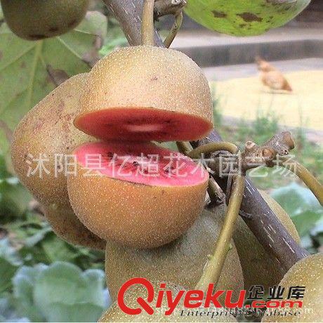 批發mh桃苗 果樹苗 新西蘭mh桃樹苗 嫁接mh桃苗當年結果苗
