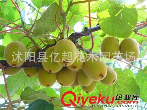 批發mh桃苗 果樹苗 新西蘭mh桃樹苗 嫁接mh桃苗當年結果苗原始圖片3
