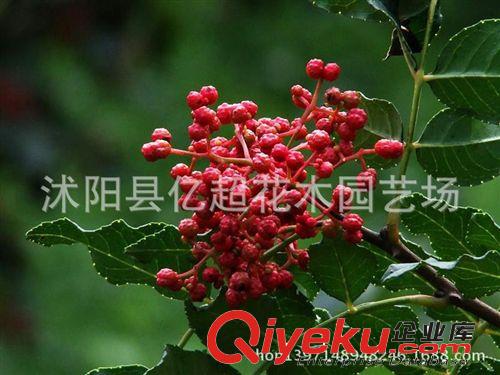 批發(fā)大量供應優(yōu)質花椒樹苗.山東花椒苗大紅袍花椒苗,花椒樹苗木原始圖片2