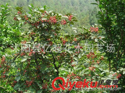 批發(fā)大量供應優(yōu)質花椒樹苗.山東花椒苗大紅袍花椒苗,花椒樹苗木原始圖片3