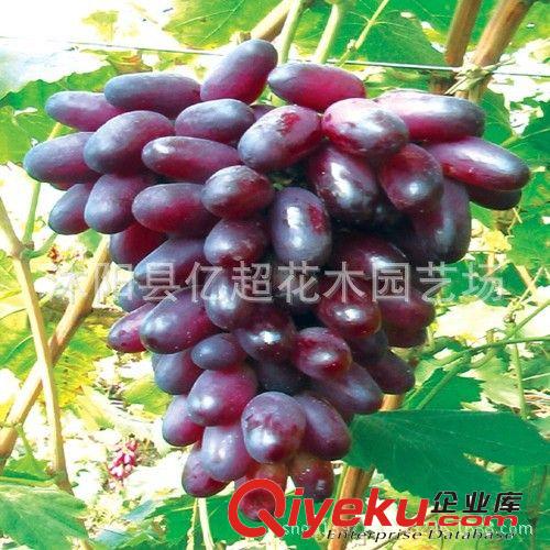 美人指葡萄苗 直銷葡萄苗 易管理掛果多 葡萄苗子 盆栽地栽果樹苗原始圖片3