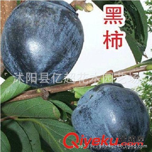 直銷(xiāo)柿樹(shù)苗 黒柿子苗 黒柿子樹(shù)苗 珍稀品種 柿樹(shù)苗 果樹(shù)苗 現(xiàn)貨原始圖片2