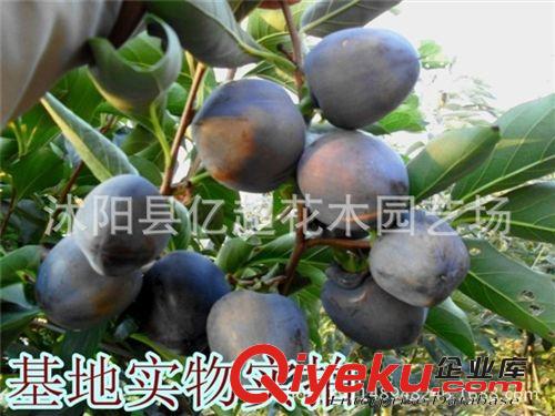 直銷(xiāo)柿樹(shù)苗 黒柿子苗 黒柿子樹(shù)苗 珍稀品種 柿樹(shù)苗 果樹(shù)苗 現(xiàn)貨原始圖片3