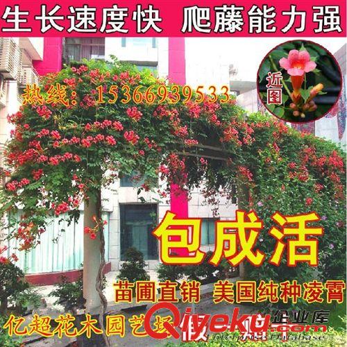 攀援植物 美國地錦 五葉地錦 爬山虎 爬藤植物 耐寒耐旱爬墻高手