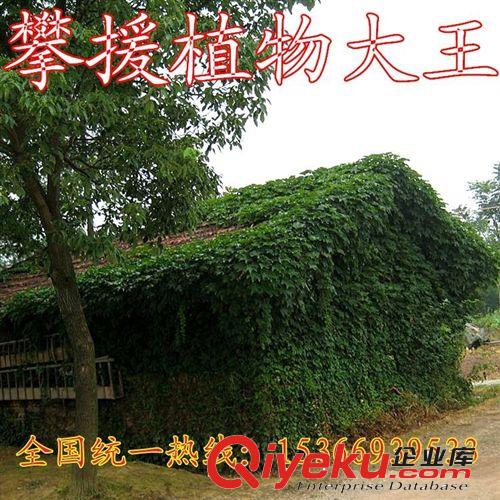 攀援植物 美國地錦 五葉地錦 爬山虎 爬藤植物 耐寒耐旱爬墻高手原始圖片2