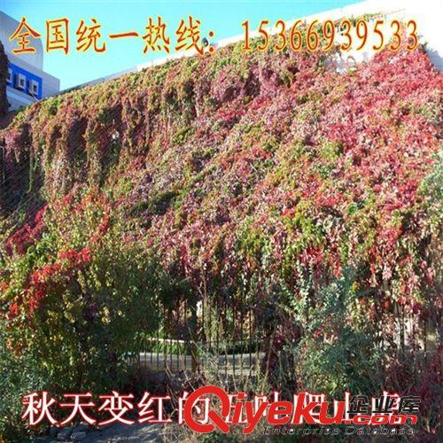 攀援植物 美國地錦 五葉地錦 爬山虎 爬藤植物 耐寒耐旱爬墻高手原始圖片3
