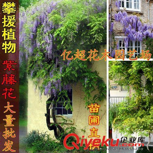 批發(fā)庭院爬藤植物扶芳藤 小葉扶芳藤大葉扶芳藤苗木美化墻面直銷