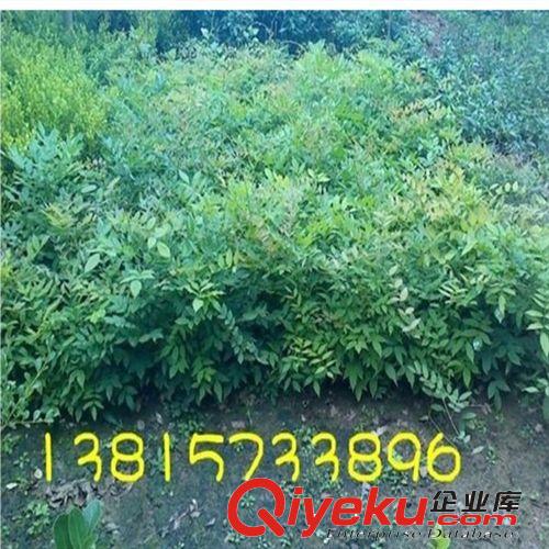 供應攀爬植物/攀援花卉/紫藤苗/多花紫藤花苗/庭院紫花紫藤樹苗原始圖片2