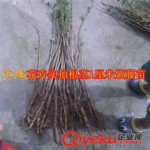 供應攀爬植物/攀援花卉/紫藤苗/多花紫藤花苗/庭院紫花紫藤樹苗原始圖片3