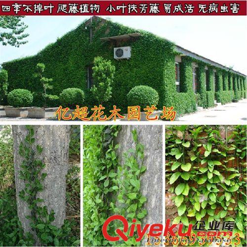 批發(fā)進(jìn)口草坪種子 百慕大草坪種子 包衣防沙固土 狗牙根草坪籽