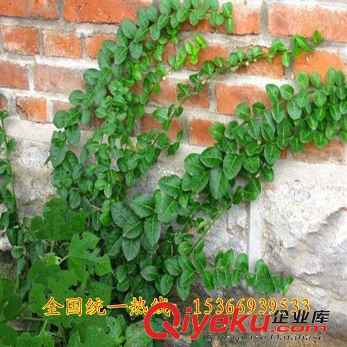 批發(fā)庭院爬藤植物扶芳藤 小葉扶芳藤大葉扶芳藤苗木美化墻面直銷原始圖片3