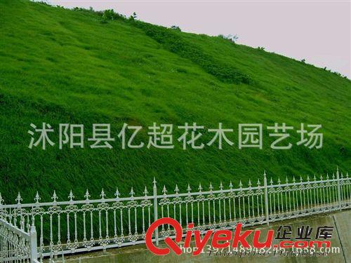 批發(fā)進(jìn)口草坪種子 百慕大草坪種子 包衣防沙固土 狗牙根草坪籽原始圖片2