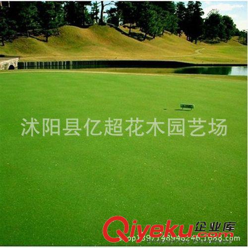 批發(fā)進(jìn)口草坪種子 百慕大草坪種子 包衣防沙固土 狗牙根草坪籽