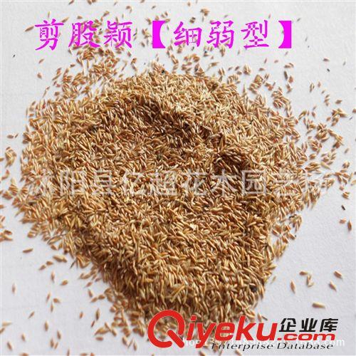 蘆葦苗批發 水生蘆葦 水體綠化 水生植物 綠化苗基地育苗水體綠化