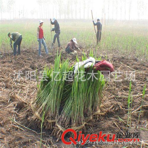 廠家直銷 6針黑色遮陽網 防曬網 pe網 遮陽率是95% 塑料網 農用