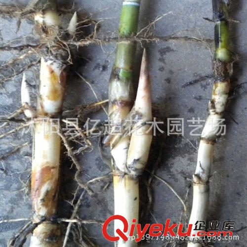 蘆葦苗批發 水生蘆葦 水體綠化 水生植物 綠化苗基地育苗水體綠化原始圖片2
