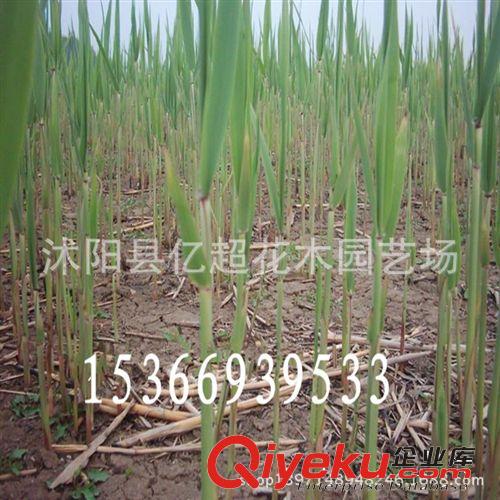 蘆葦苗批發 水生蘆葦 水體綠化 水生植物 綠化苗基地育苗水體綠化原始圖片3