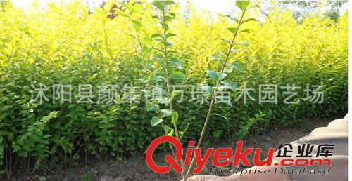 庭院道路綠化工程苗 金葉女貞小苗黃葉女貞苗 彩色綠籬苗
