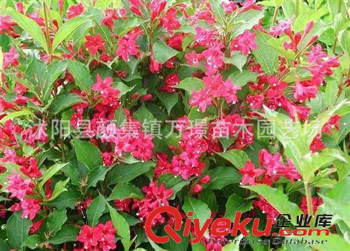錦帶 紅王子錦帶 錦帶花 苗木基地直銷(xiāo)