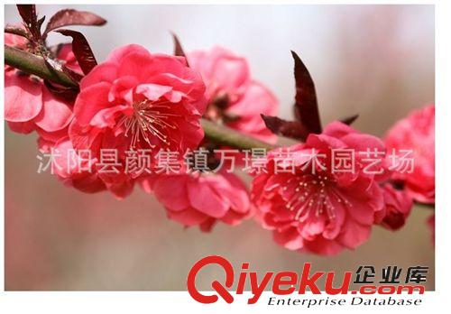 tj批發(fā)盆栽花卉綠化種植紫葉桃樹(shù)苗嫁接苗