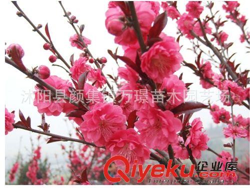 tj批發盆栽花卉綠化種植紫葉桃樹苗嫁接苗原始圖片2