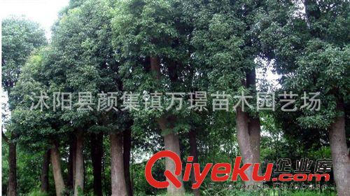 大葉女貞 大葉女貞樹 綠化樹木 風(fēng)景樹苗 綠化樹苗原始圖片3