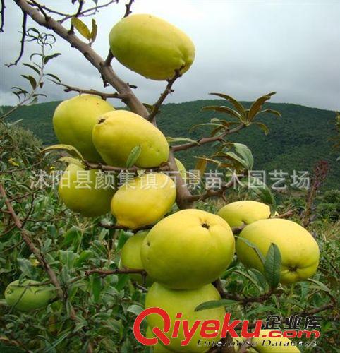盆栽/地栽 果樹(shù)苗 木瓜樹(shù)苗 木瓜苗木 皺皮木瓜