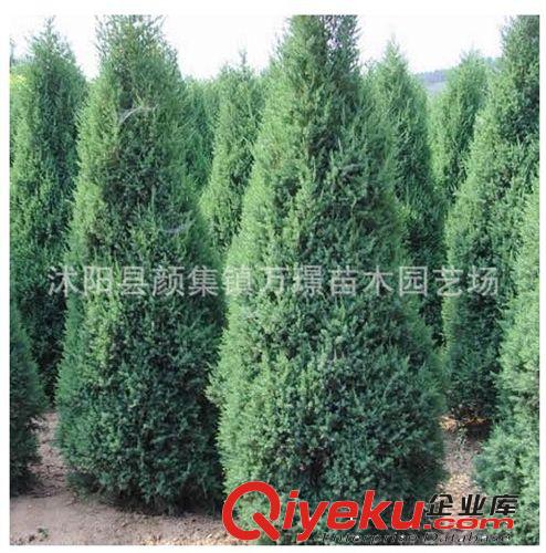 tj出售盆栽花卉植物綠化苗木檜柏苗蜀儈快柏清明松