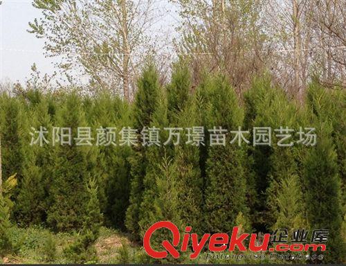 tj出售盆栽花卉植物綠化苗木檜柏苗蜀儈快柏清明松原始圖片3