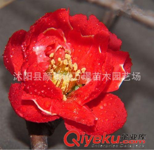 tj出售盆栽花卉植物綠化苗木檜柏苗蜀儈快柏清明松