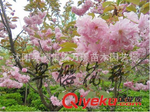 櫻花優(yōu)質(zhì)供應(yīng) 早櫻，晚櫻，日本櫻花苗批發(fā)，1-10公分櫻花 規(guī)格齊原始圖片2