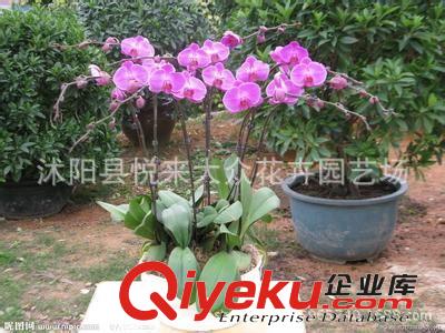 出售球根花卉【美人蕉】品種齊全 量大優惠 大花美人蕉、紅艷蕉