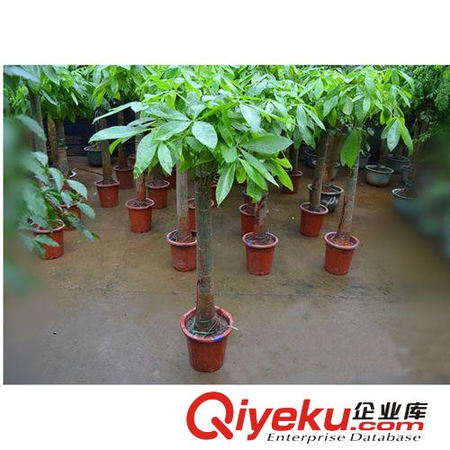 批發(fā)供應發(fā)財樹 小發(fā)財樹 興旺植物 四季常青 象征財源滾滾原始圖片3