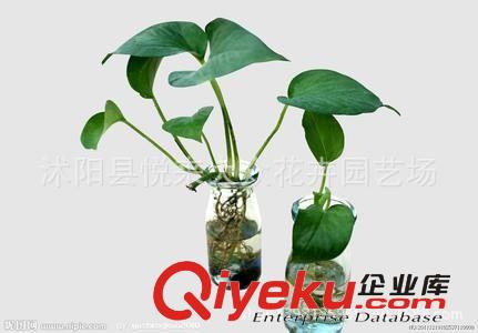 熱賣小盆栽環保植物 綠蘿吊蘭批發 量大從優原始圖片2