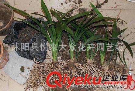 墨蘭 葉藝蘭花 客廳觀葉 吸甲醛盆景 室內(nèi)花卉 zz墨蘭原始圖片2
