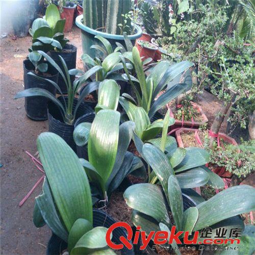 驅(qū)蚊草 室內(nèi)驅(qū)蚊  寶貝必備  室內(nèi)裝飾  江蘇驅(qū)蚊草