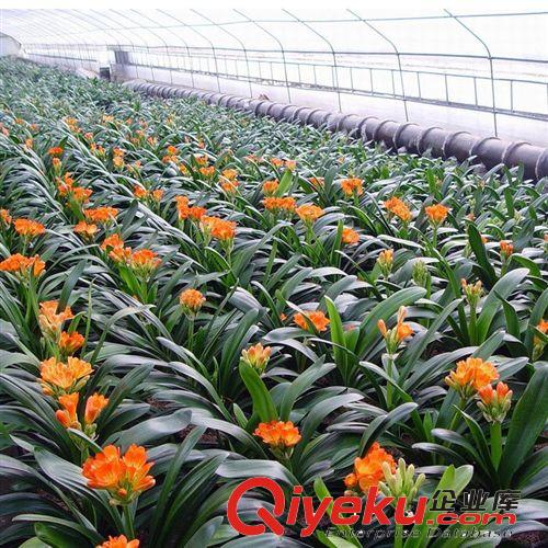 君子蘭苗，君子蘭盆景，花卉盆栽，君子蘭批發(fā)原始圖片3