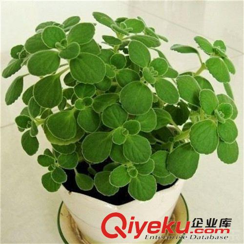 多肉植物 25公分庫拉索蘆薈盆栽植物 盆景植物 花卉植物 品質保障
