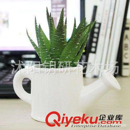 多肉植物 25公分庫拉索蘆薈盆栽植物 盆景植物 花卉植物 品質保障原始圖片2