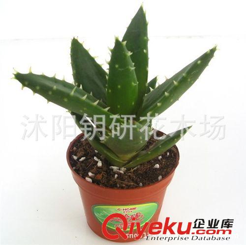 多肉植物 25公分庫拉索蘆薈盆栽植物 盆景植物 花卉植物 品質保障原始圖片3