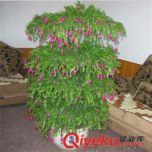 批發供應zz蟹爪蘭 多肉植物 粉色 多漿植物原始圖片2