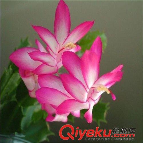 批發供應zz蟹爪蘭 多肉植物 粉色 多漿植物原始圖片3