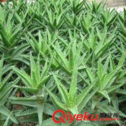 批發供應zz蟹爪蘭 多肉植物 粉色 多漿植物