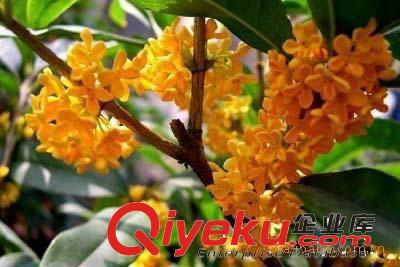 蘆薈植物盆栽/蘆薈苗/美容蘆薈/食用蘆薈/包成活率