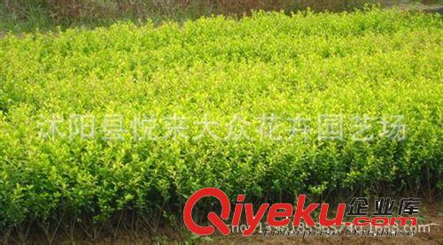 批發(fā)優(yōu)質(zhì)花**卉*金桂