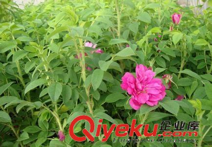 玫瑰 優(yōu)質(zhì)玫瑰  低價(jià)銷售玫瑰  江蘇玫瑰基地 玫瑰種苗原始圖片2