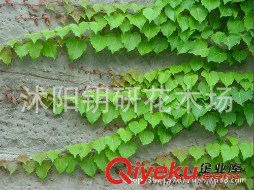 美國凌霄樹苗基地直銷 攀援花卉 庭院別墅綠化 藤本凌霄 爬藤植物