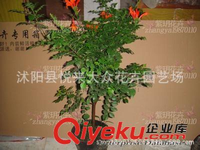 花肥 養(yǎng)花必備 大肥王 園藝迷你植物盆景盆栽花卉 專用肥料